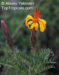 Image result for Melhania acuminata