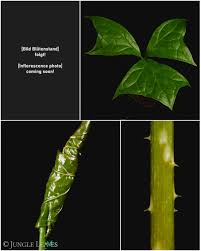 Image result for Anchomanes