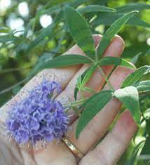 Vitex Fertility Super Herb Natural Fertility Info Com Natural Fertility Info Com