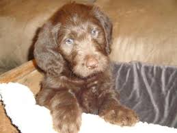 Find the perfect labradoodle puppy for sale in michigan, mi at puppyfind.com. Labradoodle Puppies For Sale In Hastings Michigan Classified Americanlisted Com