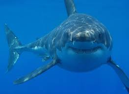 The megalodon's massive size also dwarfs that of the large, extinct marine reptiles like the mosasaurus, tylosaurus and liopleurodon. Did Great White Sharks Drive Megalodon To Extinction Smart News Smithsonian Magazine
