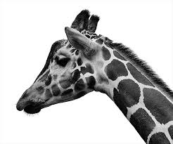 A simple black and white picture can speak a thousand words more than it would have spoken if it was in colours and that might explain why even some or just maybe you're looking to understand the best ways to take perfect black and white pictures, below are a few tips that you might find useful. Create Duotone Images With Gradient Maps In Photoshop