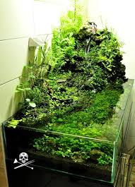 Paludarium Or Aquarium Aquascape Aquascape Aquarium Aquarium Garden