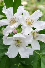 Growing Rosa Rugosa Alba Rose Hedge Rose Garden Landscape Rose Varieties