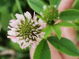 Image result for Trifolium isthmocarpum