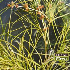 Image result for Stuckenia