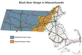 learn about black bears mass gov