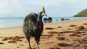 The Cassowarie Aussie Daintree Rainforest Animals Are Beautiful People Australia Animals Australian Fauna