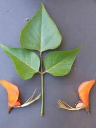 Image result for Erythrina afra
