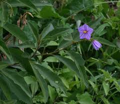 Image result for Solanum campylacanthum 'panduriforme type'