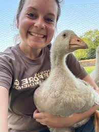 What are you feeding or supplementing your geese?