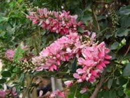 Image result for Indigofera ramosa