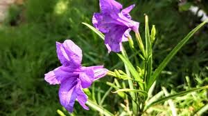 For a more subdued color, add isopropyl alcohol to your dye mix. Purple Flowers Nature Videos Flowers Nature Naturally 24 Flowers Nature Purple Flowers Nature Gif