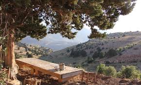 Check spelling or type a new query. Az Orok Elet Faja A Libanoni Cedrus Senior Hu