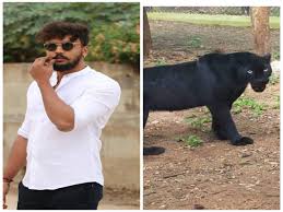 Select from premium black panther animal of the highest quality. Dhanveerah Adopts Black Panther From Mysuru Zoo Kannada Movie News Times Of India