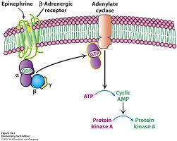 Tj G Protein Coupled Receptors Gpcrs Also Known As Seven Transmembrane Domain Receptors 7tm Signal Transduction Adrenergic Receptors Transmembrane Protein
