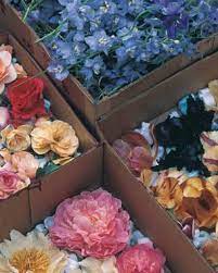 Silica is sold in just about all craft stores and stores with craft departments. Drying Flowers In Sand Finegardening