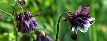 Hybrid Garden Seeds Are Not The Enemy Chicago Garden