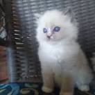Ragdoll Kittens for Sale Near Me | Buy Ragdoll Kitten