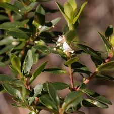 Image result for Buchnera lastii