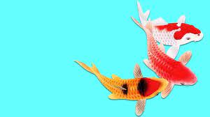 pin na doske domashnie zhivotnye koshki