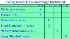 Dachshund Puppy Growth Chart Related Keywords Suggestions