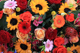 Daisy is available from summer to the early fall season. Mixed Wedding Flower Arrangement Big Yellow Sunflowers With Red Roses And Other Flowers In Orange And Pink Stock Photo Picture And Royalty Free Image Image 128206965