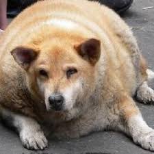 Ben chang ► composed by: Fat Dog The Dick Fatdogtwd Twitter