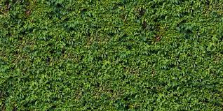 Vegetation Hedge 24 Png 2048 1024 Texture Hedges Vegetation