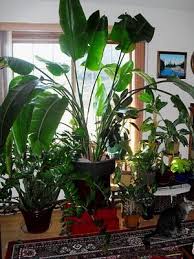 White Bird Of Paradise Houseplant Life Among The Leaves Bird Of Paradise And Art Among The Leaves Birds Of Paradise Plant Trees To Plant Plants