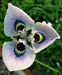 Image result for Moraea bella