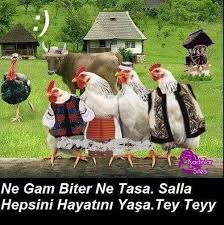 Twitter Komik Hayvan Komik Hayvan Videolari Komik Bebek Resimleri
