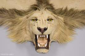 43 Taxidermy Ideas In 2021 Taxidermy Taxidermy Art Taxidermy Display