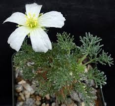 Image result for Lycopodiella sarcocaulon