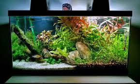 Unbelievable Low Tech No Co2 Aquascape Live Aquarium Plants Nature Aquarium Aquarium Design