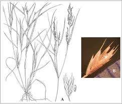 Image result for Dinebra