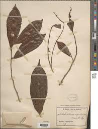 Image result for Antidesma membranaceum