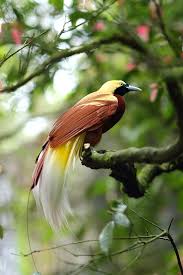 Lesser Bird Of Paradise Images Lesser Bird Of Paradise In Papua Birds Of Paradise Pet Birds Beautiful Birds