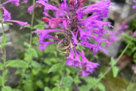 Image result for Lamiaceae