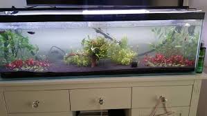 Just Waiting On Wood To Finish Soaking And It Can Replace Whats In The Middle Of Tank And More Plants Can Go Planted Aquarium Betta Tank Siamese Fighting Fish