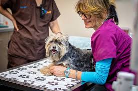 Visit the site to contact us, request an appointment, order prescription and meet the team. Beemer And Oy Are So Cute They Came In 1st Pet Veterinary Centers Facebook