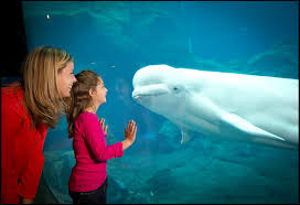 A wonderful place for children and adults. Georgia Aquarium Official Georgia Tourism Travel Website Explore Georgia Org