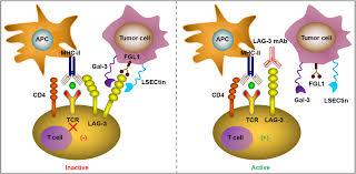 Image result for Immune Checkpoint Inhibitor
