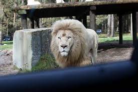 Erlebnisreiche safaris in afrika mit flexiblen abreisezeiten einschl. Safariland Stukenbrock In Schloss Holte Stukenbrock Verpottet The Zoo Streichelzoo Gefahrliche Tiere