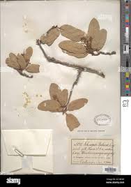 Image result for Schinopsis