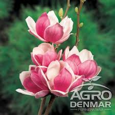 Copacul cu flori este de fapt o tufa de trandafiri. Magnolia Satisfaction Tip Copac Agrodenmar Ro