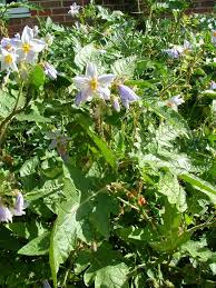 Image result for Solanum sisymbriifolium