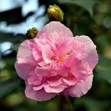 Hibiscus Flower Amazon Hibiscus Flower Seeds Hibiscus Flowers Flowers