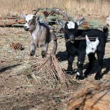 Kids At Happy Goat Farm Eating A Pine Tree T Happy Goat Goats Goat Farming