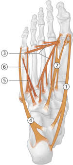 It lies lateral to the abductor digiti minimi when the hand is in anatomical position. Kurze Fussmuskeln Kleinzehenloge Flashcards Quizlet